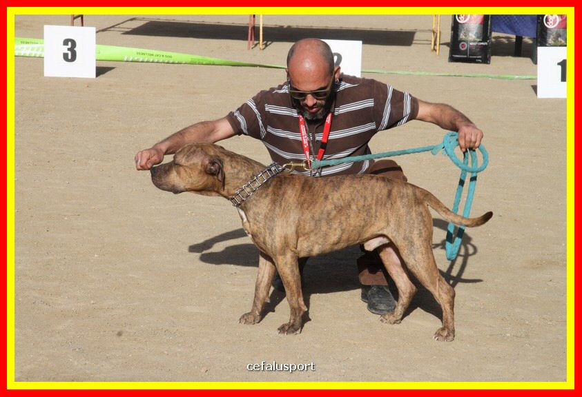 180311 mostra_canina 159.jpg